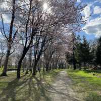満開の桜！