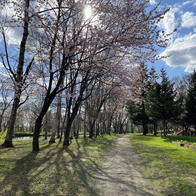 満開の桜！