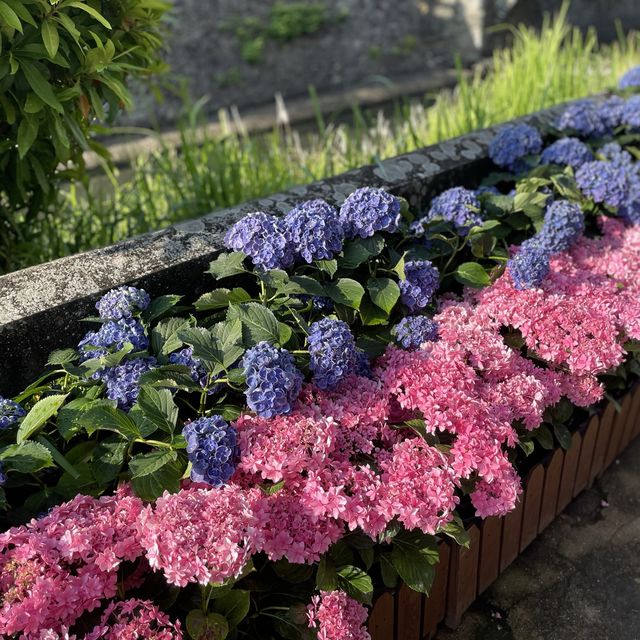 【長崎県】紫陽花の名所、眼鏡橋を散策