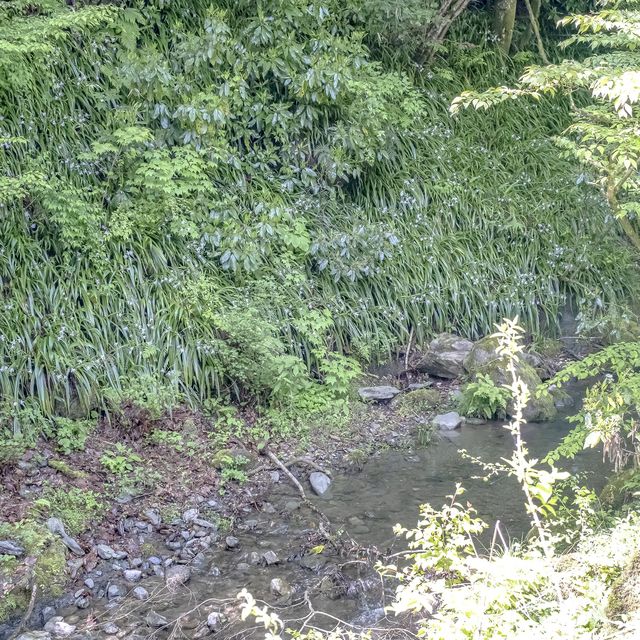 春の裏高尾・景信山登山口までの道中