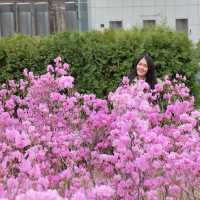 เที่ยวชมดอกไม้ที่ Ewha University ในฤดูใบไม้ผลิ