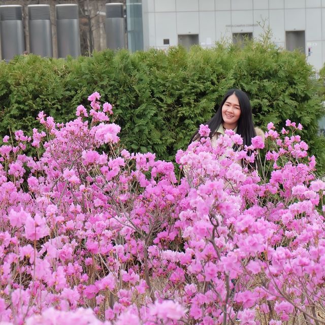 เที่ยวชมดอกไม้ที่ Ewha University ในฤดูใบไม้ผลิ