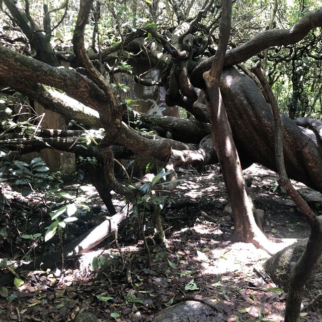 昂坪平原俯瞰整個西貢景色