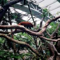 The Panda Kai Kai & Jia Jia Enclosure 