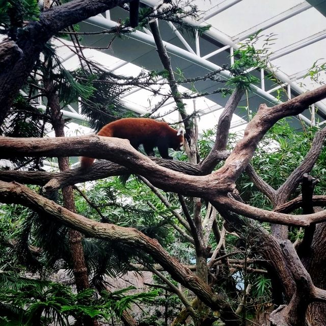 The Panda Kai Kai & Jia Jia Enclosure 