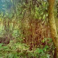 Wilson Trail Section 8 Peaceful retreat