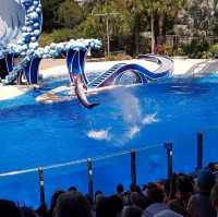 The Seaworld killer Whale show 