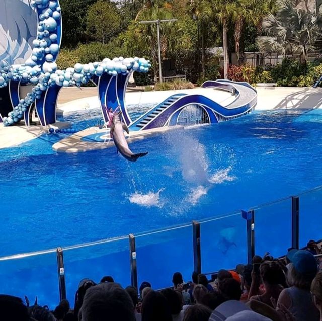 The Seaworld killer Whale show 