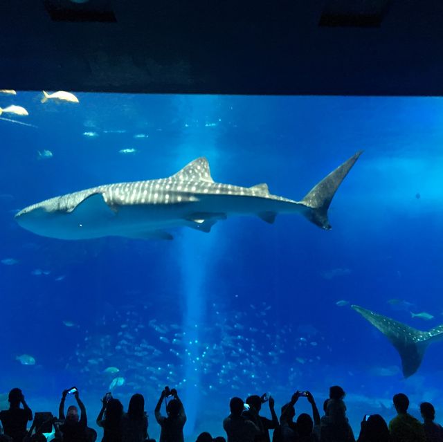 ฉลามนะชอบงับคุณ งับ งับ🦈 ที่โอกินาว่า ญี่ปุ่น 