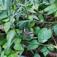 Great environment at Butterfly Garden 