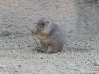 日本超大動植物園😍