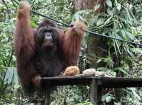 Semenggoh Nature Reserve - Kuching, Malaysia 