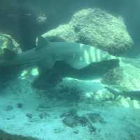 Fun day at AquaVenture ~ Atlantis 