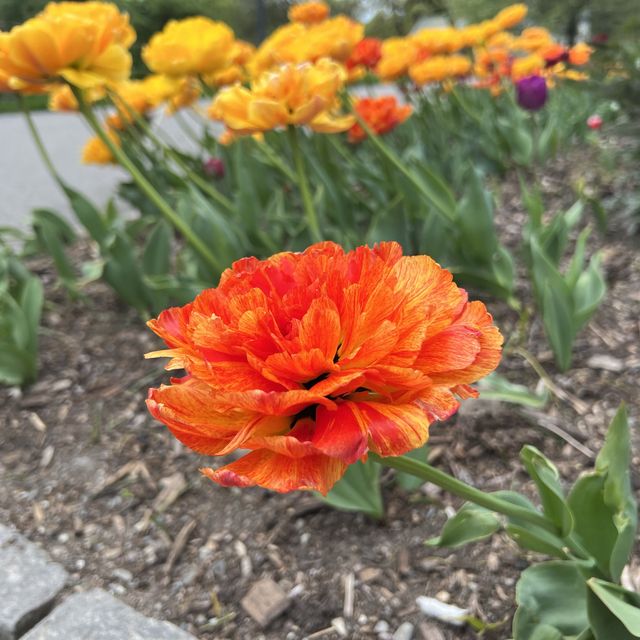 Visiting the botanical garden in Oslo