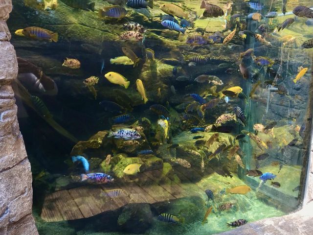 Bristol Aquarium: disappointed 🥺