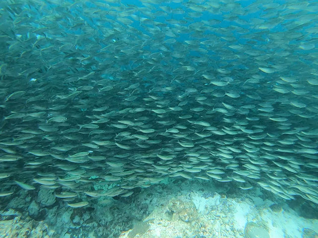 Cebu- Snorkelling Paradise