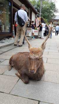 Todai-ji at Nara Park