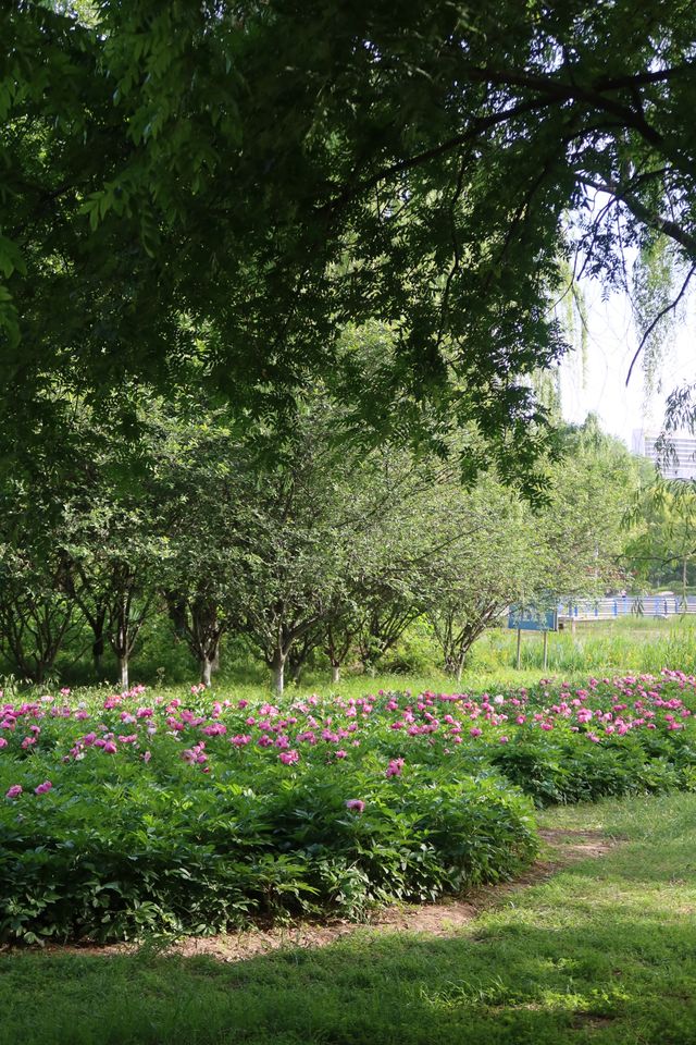 Fuyang's best place to enjoy roses in bloom - Delta Park.