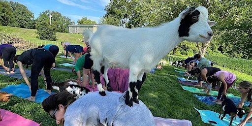 Goat yoga@ Waterloo Monroe Farmers Market (Waterloo) | 901 Illinois Ave