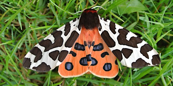 Montrose Moth Night | Scottish Wildlife Trust, Montrose Basin Visitor Centre and Wildlife Reserve