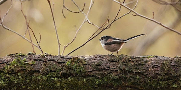 Brilliant Bird Watching at Lyndon Nature Reserve | Lyndon Visitor Centre