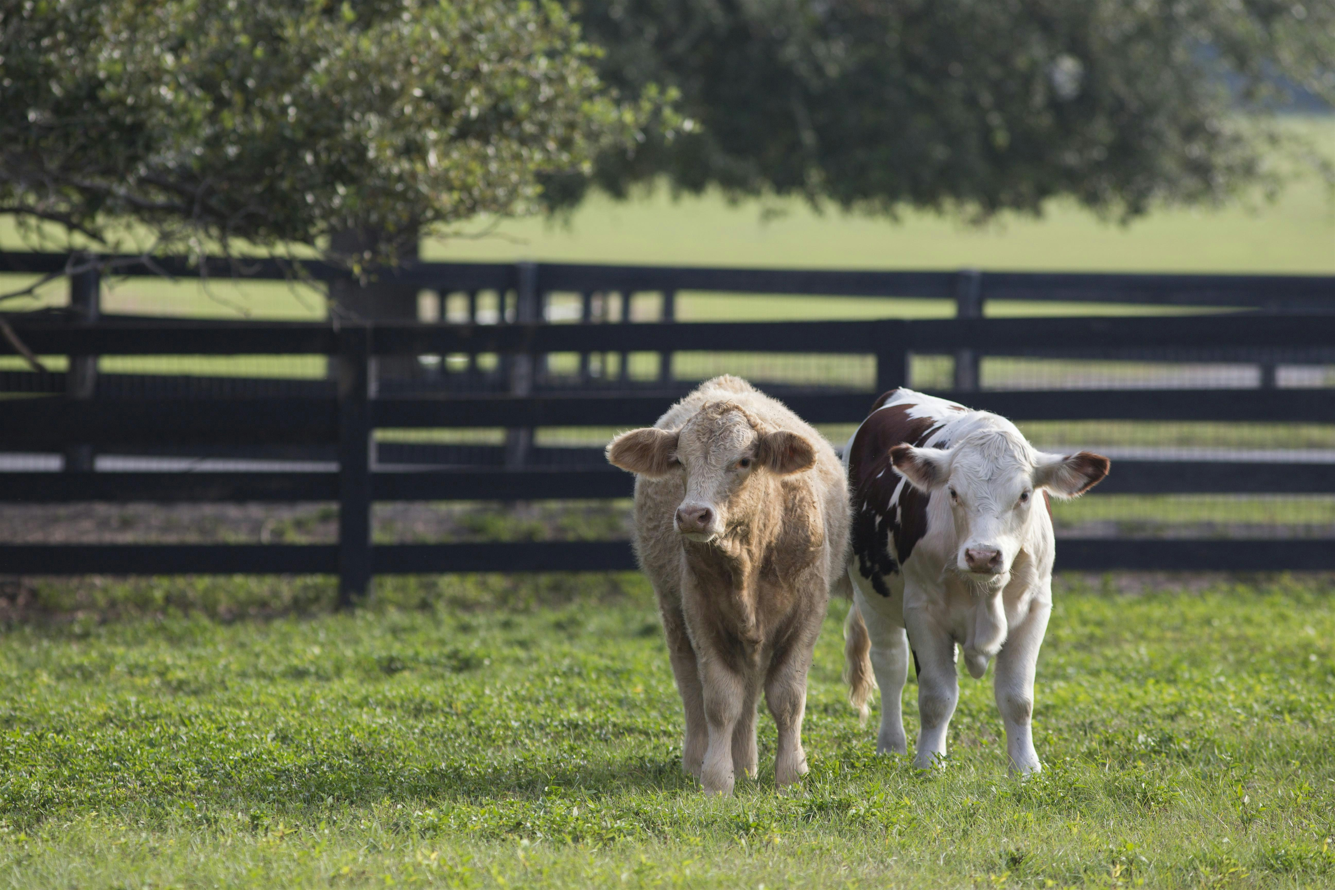 Ranching Foundations - Pasco | UF/IFAS Pasco County Extension