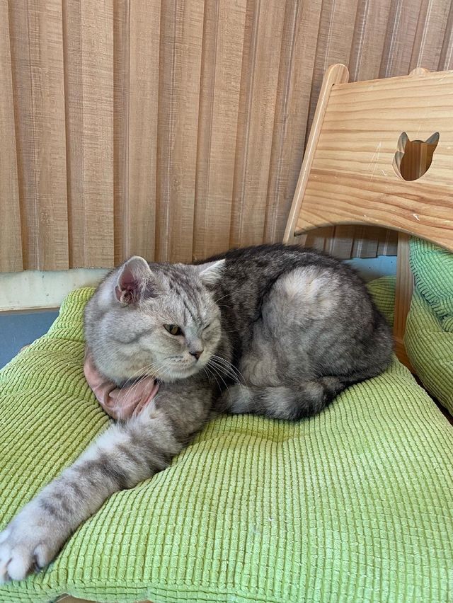 貓貓Cafe