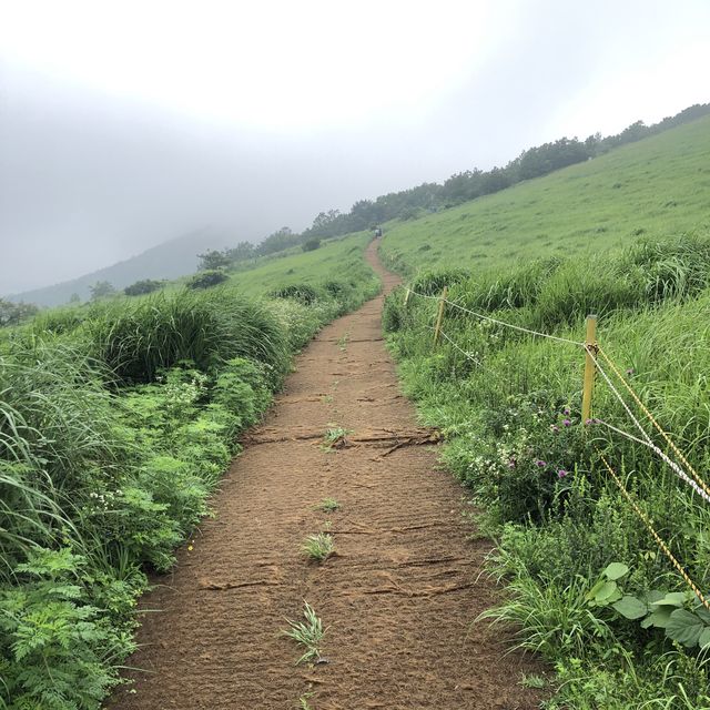 새별오름, 나홀로나무