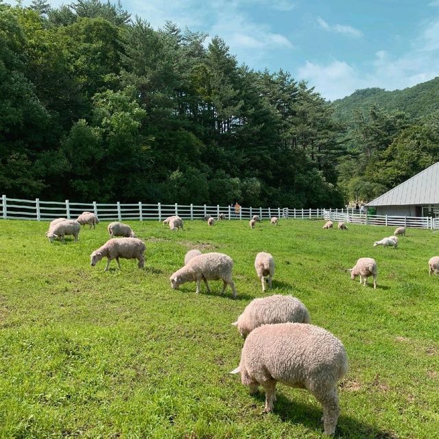 평창 3대 양떼목장, 하늘목장