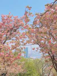 부산의 겹벚꽃 명소 민주공원 