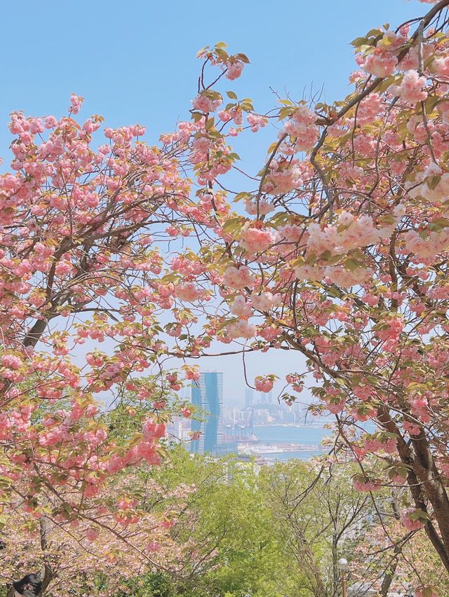 부산의 겹벚꽃 명소 민주공원 