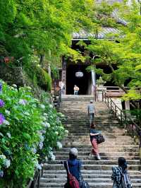 「長谷寺」の「紫陽花回廊」in 奈良