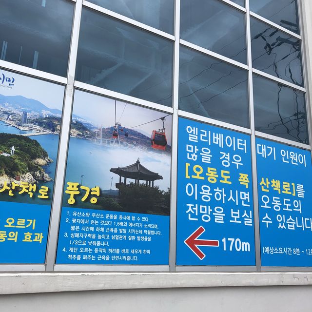 여수에서 해상케이블카 타고 오동도 둘러보기! 