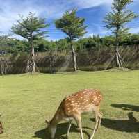鹿境-梅花鹿生態公園 （墾丁必經之路）