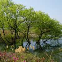 Sinjeongho Lake