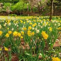 Plentiful tulips at Bucheon Mureungdowon