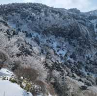 제주도 설산의 매력, 한라산은 겨울이 가장 예쁘다