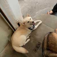 คาเฟ่สำหรับทาสหมาอย่างเรา 🐶