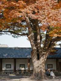 ใบไม้เปลี่ยนสีที่ Sungkyunkwan
