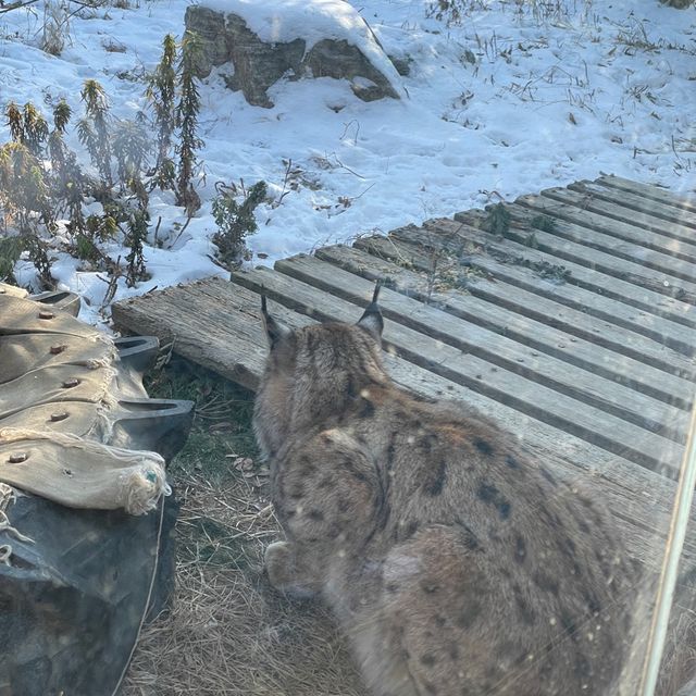 冬日白雪雪首爾動物園🫶🏻🫶🏻不一樣的體驗🤲🏻🙈