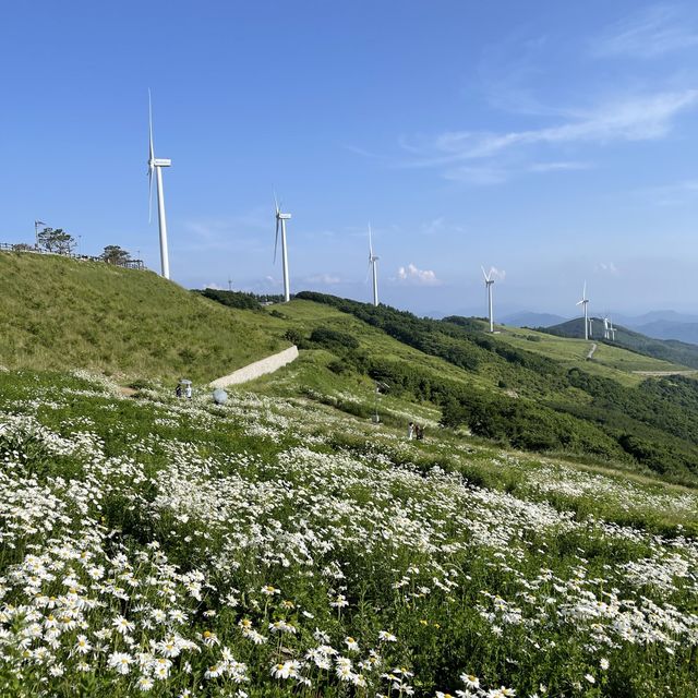 계란후라이꽃 맛집 평창 청옥산 육백마지기🌼