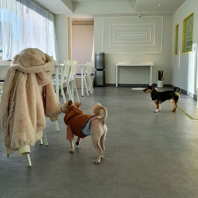 상남동 애견동반가능 브런치카페, 에프이 🐶