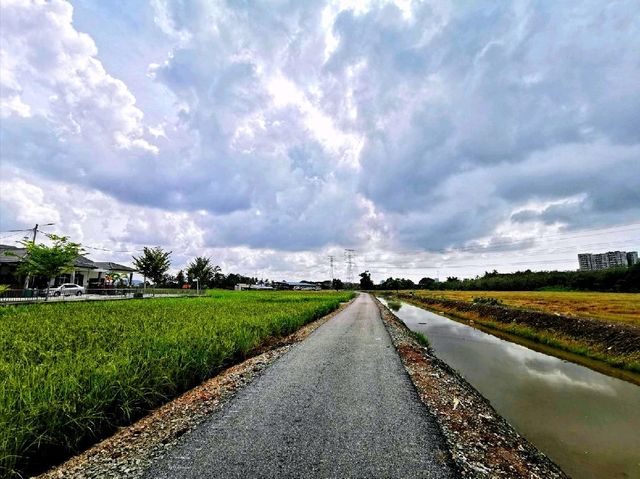 The beautiful paddy field of Malacca