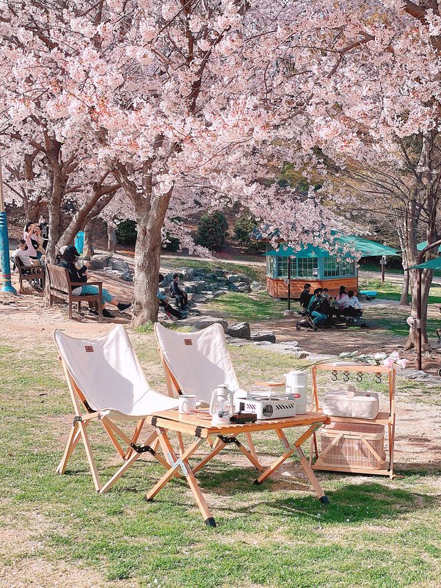 울산 벚꽃 캠프닉은 "선암호수공원" 드림피크닉광장