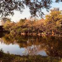大安森林公園 🌸🌺🌼🌻💐🌷🌹 台北杜鵑花季