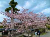 京都　KYOTO SAKURAめぐり❗️大覚寺の桜に感動❗️