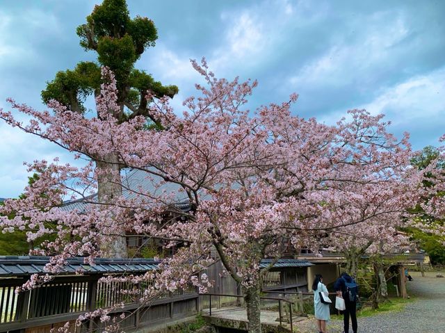 京都　KYOTO SAKURAめぐり❗️大覚寺の桜に感動❗️