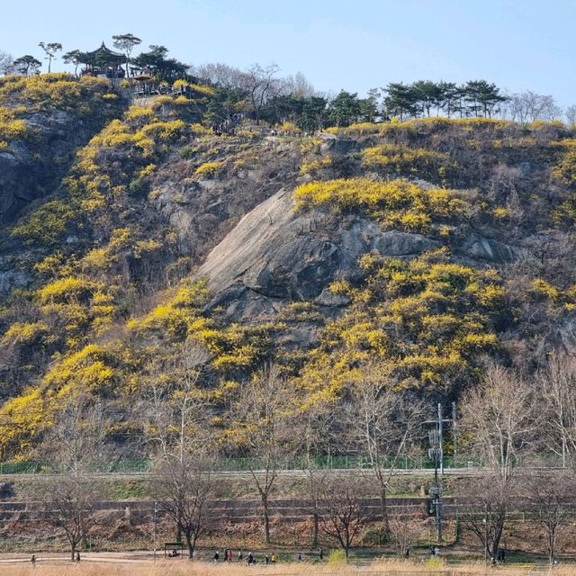 개나리산이 여기있지롱 <서울, 응봉산>