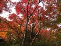從MOA美術館看紅葉