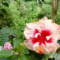 Underrated Rose Garden in Cameron Highland